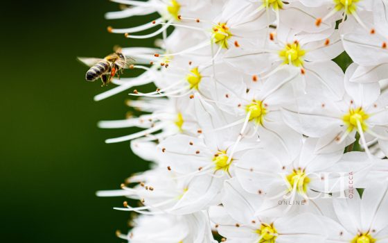 Роскошные цветы и сочная зелень: Одесский ботсад начал принимать посетителей (фоторепортаж) «фото»