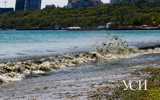 Ситуация с “позеленевшим морем”: как выглядит побережье Одессы (фото, видео) «фото»