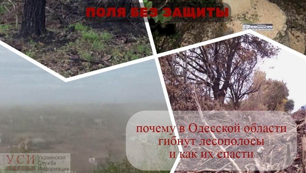 Поля без защиты: почему в Одесской области гибнут лесополосы и как их спасти «фото»