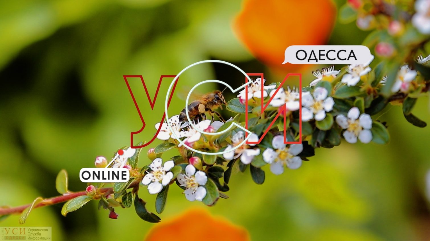 Море цветов: в Одесском ботсаду сезон весенних ароматов (видео) «фото»