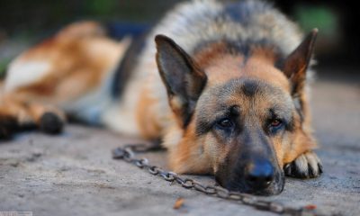 Друзья на продажу: двух собак из Одесской области продали за долги хозяев через систему торгов «фото»