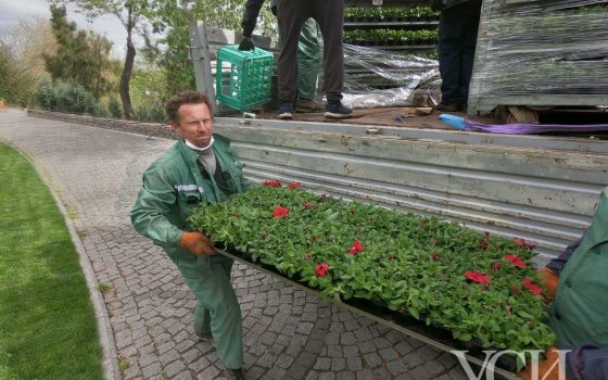 На склонах Стамбульского парка высаживают цветы (фото) «фото»
