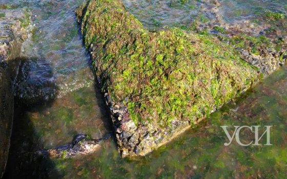 Одесское море “позеленело” от водорослей, но бояться нечего (фото) «фото»