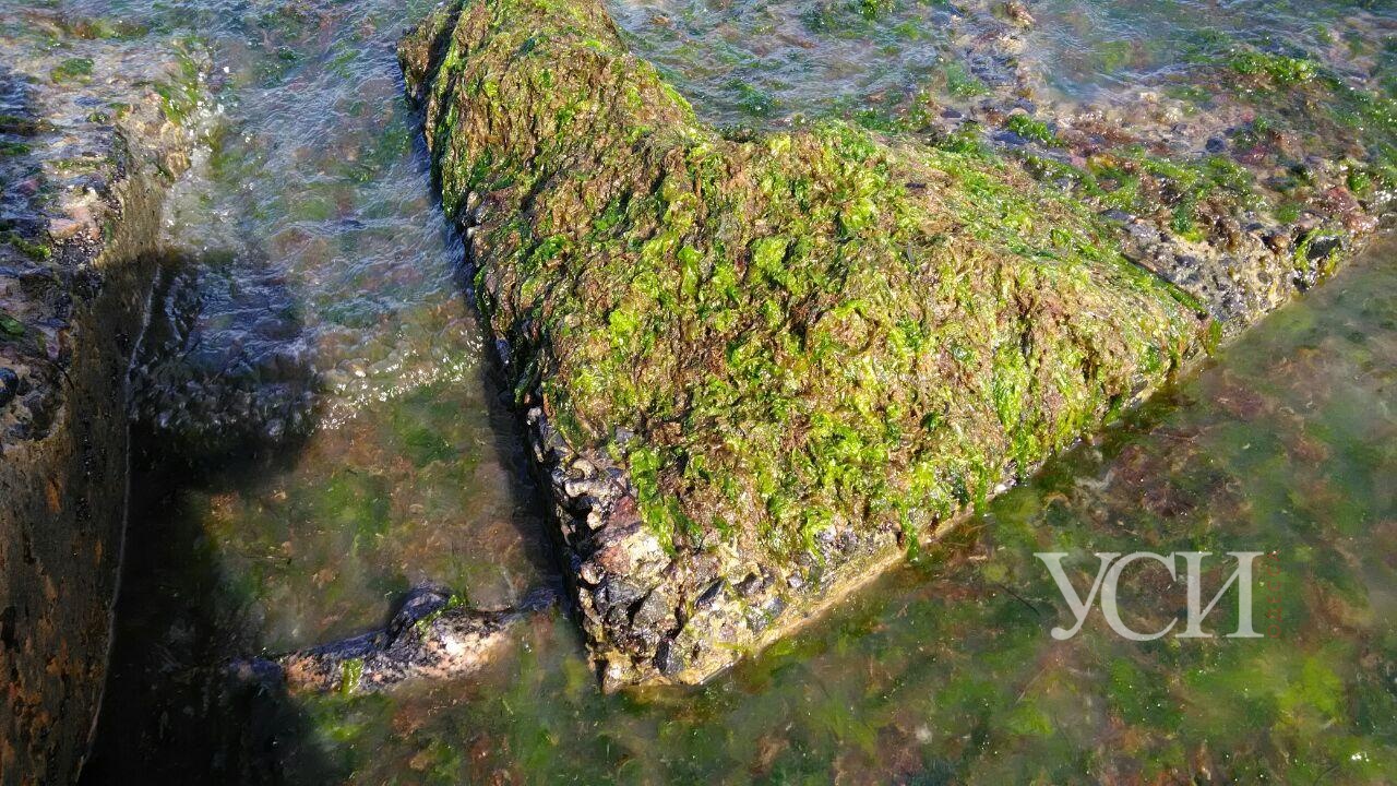 Одесское море “позеленело” от водорослей, но бояться нечего (фото) «фото»