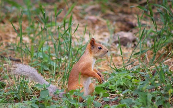 В пятницу обещают дожди «фото»