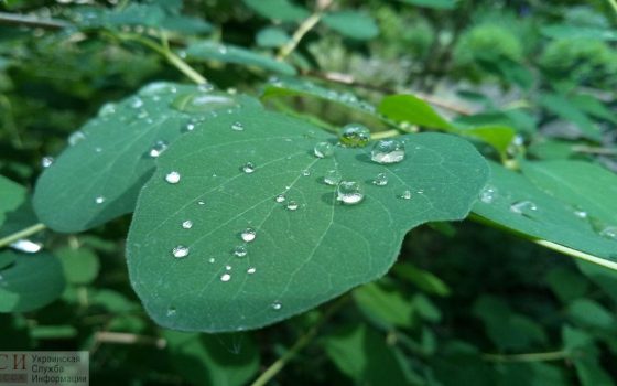 В понедельник будет дождливо «фото»