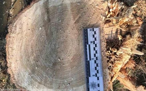 Миллионные убытки: в Одесской области незаконно вырубили лес больше, чем на миллион гривен «фото»