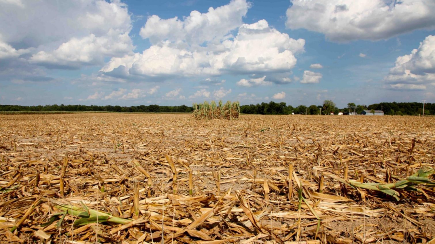 Потери урожая в Одесской области – самые большие в Украине «фото»