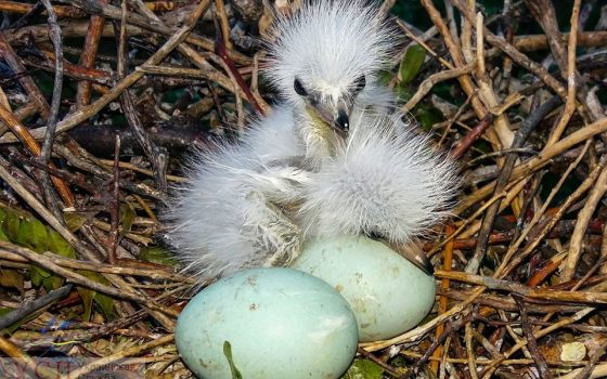 В Одесской области красивые птицы вывели забавных птенцов (фото) «фото»
