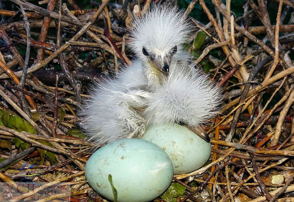 В Одесской области красивые птицы вывели забавных птенцов (фото) «фото»