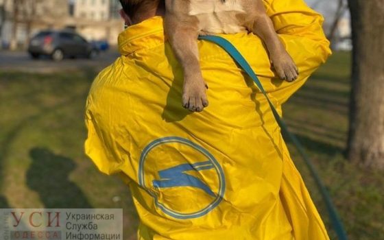 От обезвоживания и слабости: в самолете украинской компании погибли 38 щенков (осторожно, фото) «фото»