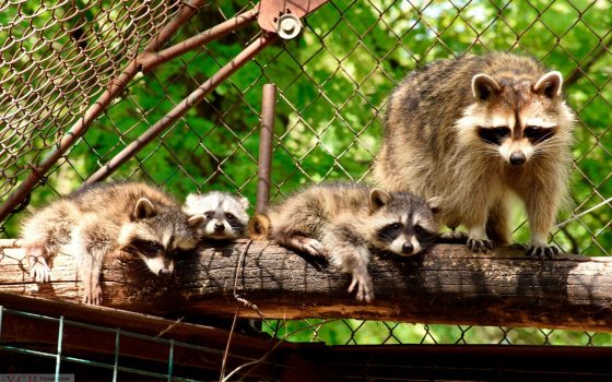 В Одесском зоопарке пополнение: 4 енота, дикобраз и птенец аиста (фото и видео) «фото»