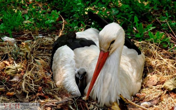 Детеныш лани и маленький аист – Одесский зоопарк показал новых обитателей (видео) «фото»