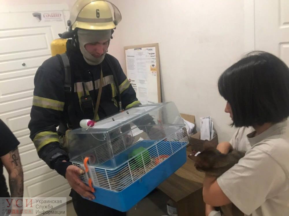 Пожарные вытащили из огня на Таирова кошку и ручную крысу (фото) «фото»