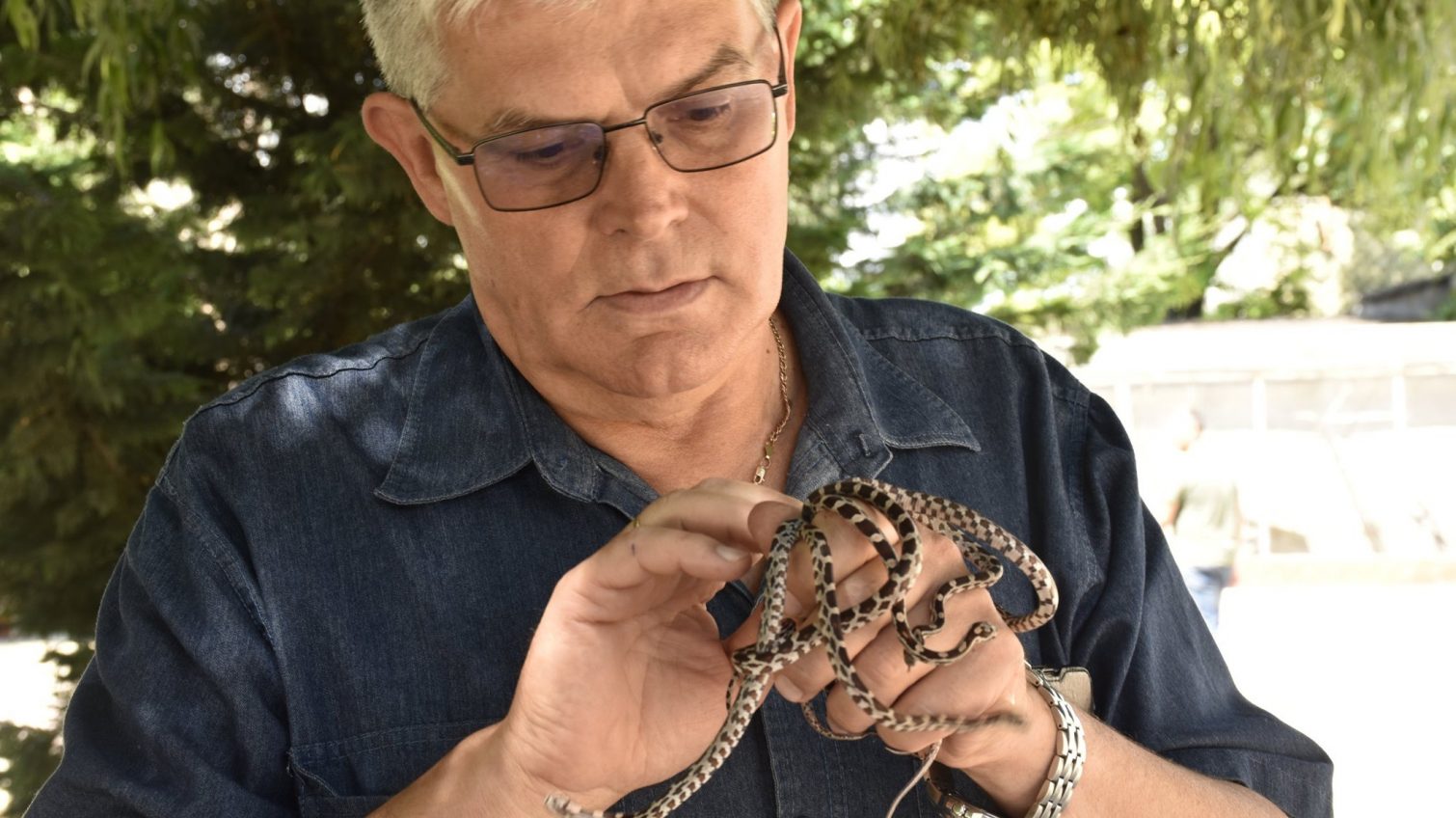 Змеиное пополнение: в Одесском зоопарке у анаконды и полозов появились детеныши (фото) «фото»