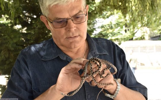 Змеиное пополнение: в Одесском зоопарке у анаконды и полозов появились детеныши (фото) «фото»