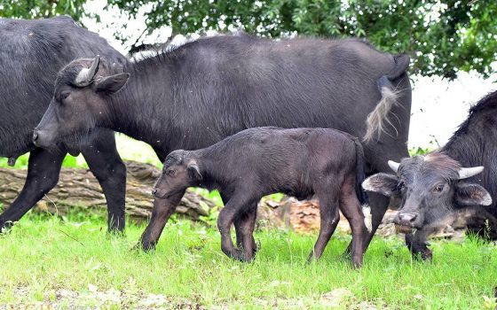 У самых крупных травоядных обитателей Одесской области появилось пополнение (фото) «фото»