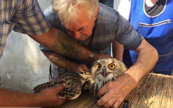 Птенцов филина из Одесского зоопарка выпустят в дикую природу (фото) «фото»