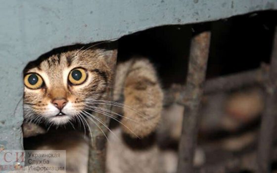 В Одессе замуровали кошку и котят в подвале: их спасли (видео) «фото»