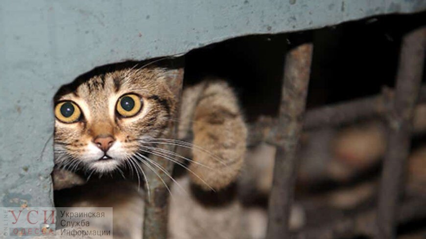 В Одессе замуровали кошку и котят в подвале: их спасли (видео) «фото»