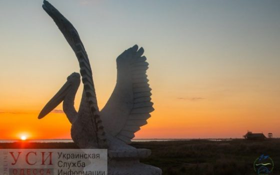Пеликан весом почти в полтонны: в Одесской области появилась новая достопримечательность (фото) «фото»