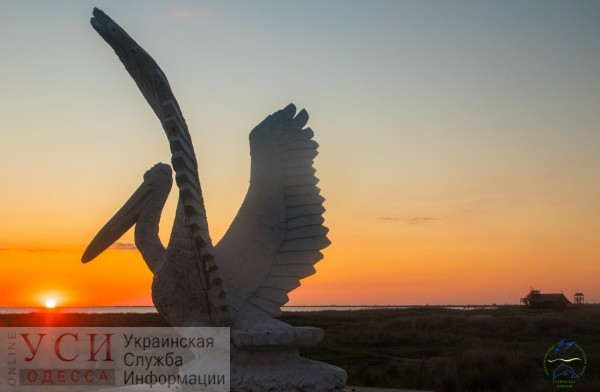 Пеликан весом почти в полтонны: в Одесской области появилась новая достопримечательность (фото) «фото»
