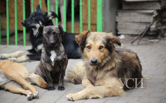 В Одессе спасти животных из горящего приюта помог неравнодушный прохожий (фоторепортаж) «фото»