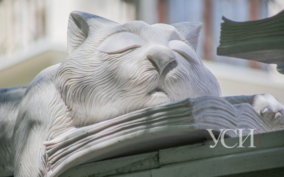 Новая достопримечательность: на Французском бульваре поселилось необычное кошачье семейство (фото) «фото»