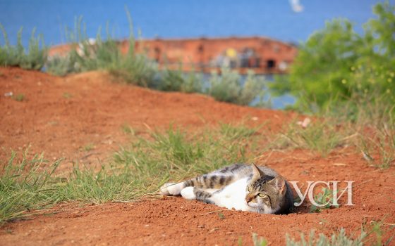 Отдых возле Delfi: вопреки ограничениям, одесситов манит на опасный “Дельфин” (фоторепортаж) «фото»