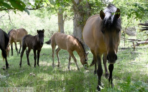 Гуцульские лошади в дельте Дуная прижились: у них пополнение «фото»