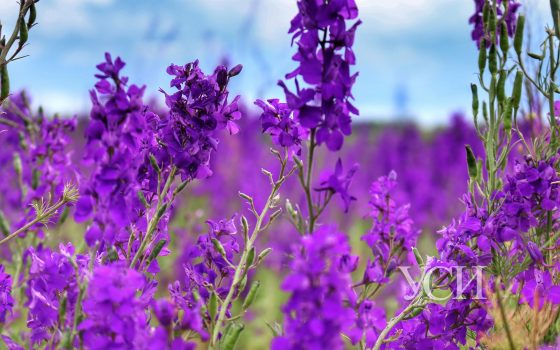В Одессе и области будет пасмурно, без осадков «фото»