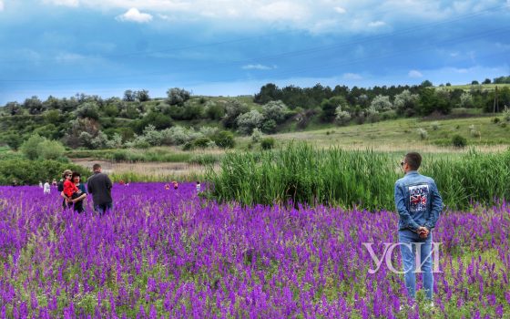 Инстаграмеры истоптали фиолетовое поле под Теплодаром (фоторепортаж) «фото»