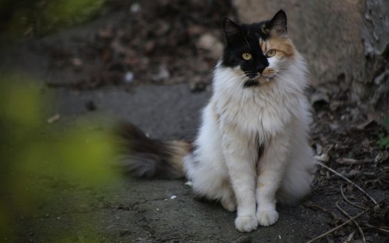 В Одессе оштрафовали живодера, который выбросил кота со связанными лапами из окна 4 этажа «фото»