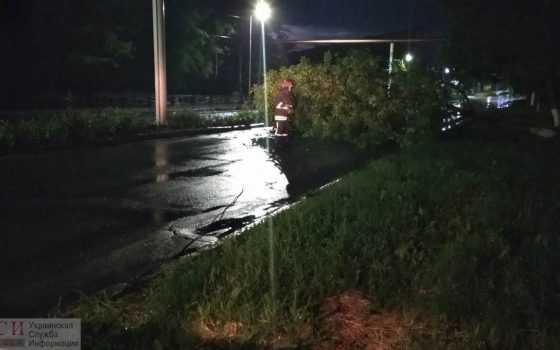 Непогода повалила деревья в Одессе и области (фото) «фото»