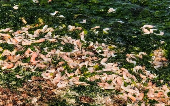 Жертвы загрязнения: в Госэкоинспекции объяснили, почему гибнут креветки в Одесской области «фото»