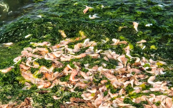 Тысячи мертвых креветок прибило к берегу лимана в Одесской области (фото) «фото»