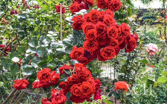 В воскресенье синоптики опять обещают дождь «фото»