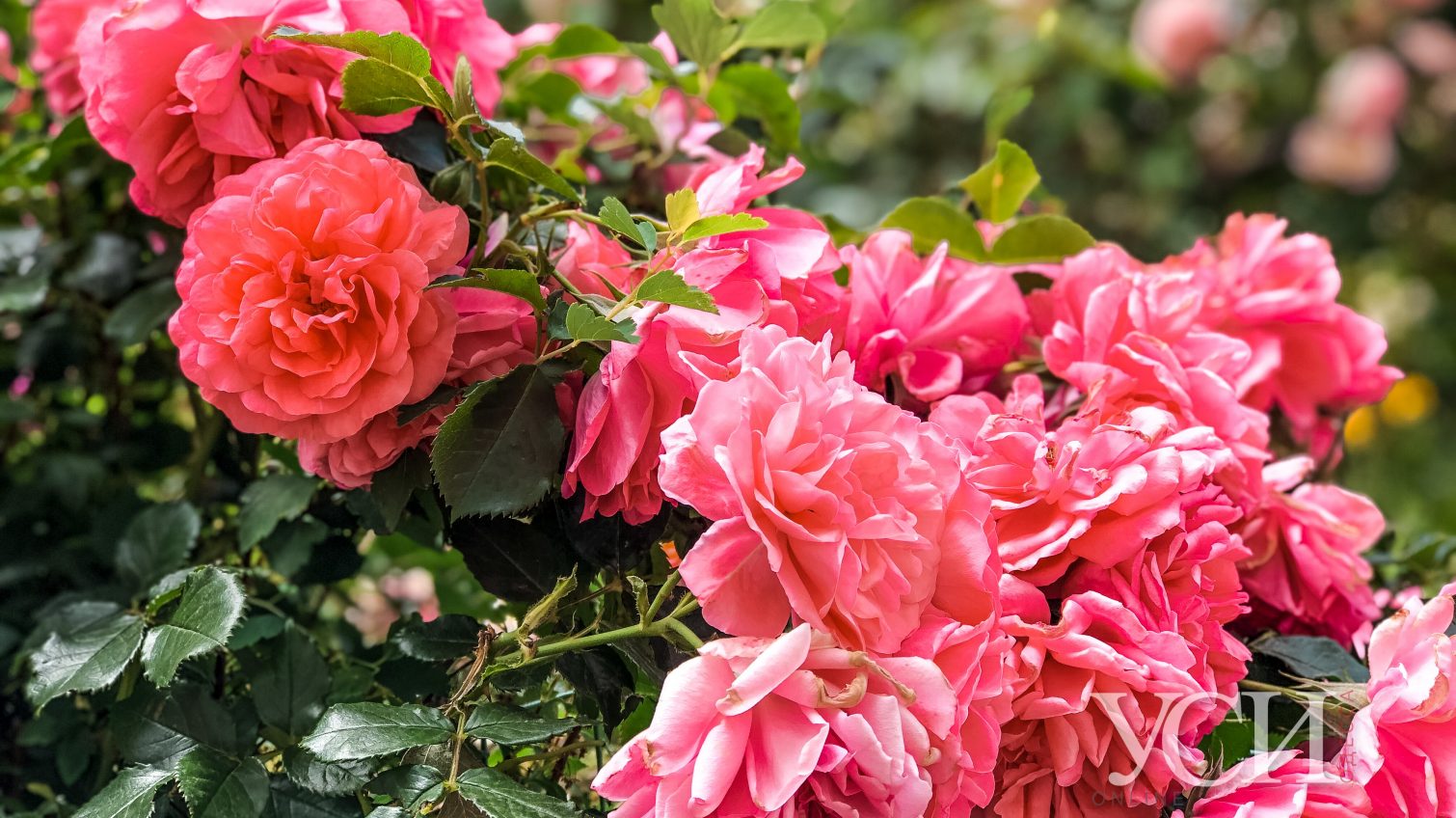 Царство красоты: в Одессе расцвели тысячи роз (фоторепортаж) «фото»