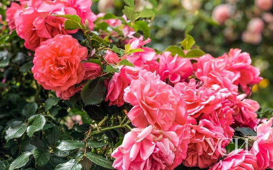 Царство красоты: в Одессе расцвели тысячи роз (фоторепортаж) «фото»