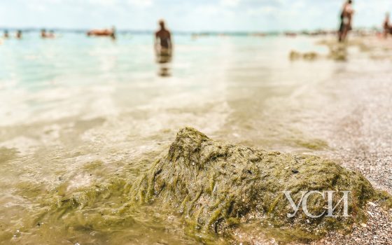 В Одессе снова зацвело море (фоторепортаж) «фото»