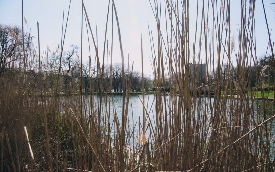 Спустя 10 лет: арендатор Дюковского парка согласился улучшить зеленую зону «фото»