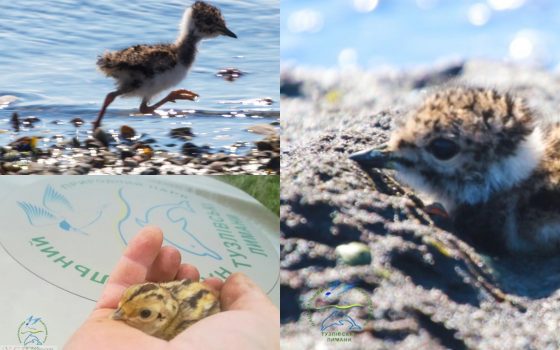 Пополнение: в Одесской области фазаны и чибисы вывели птенцов (фото) «фото»