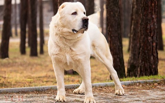 В Одесской области хозяину собак, загрызших пенсионерку, дали условный срок «фото»
