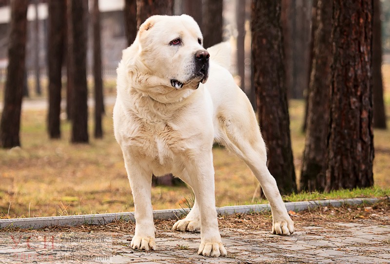 В Одесской области хозяину собак, загрызших пенсионерку, дали условный срок «фото»