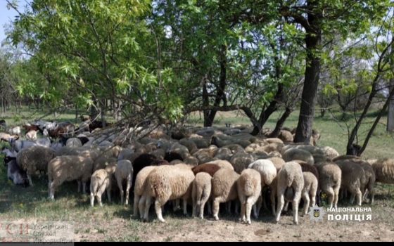 В Одесской области мужчина украл целое стадо животных разных пород (фото и видео) «фото»