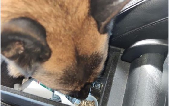 Собаки Одесской таможни нашли каннабис в автомобилях из США (фото) «фото»