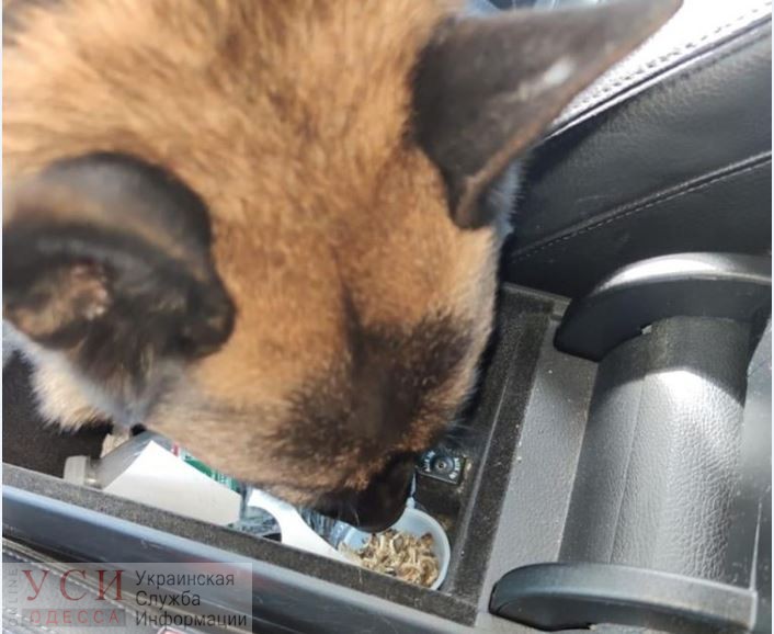 Собаки Одесской таможни нашли каннабис в автомобилях из США (фото) «фото»