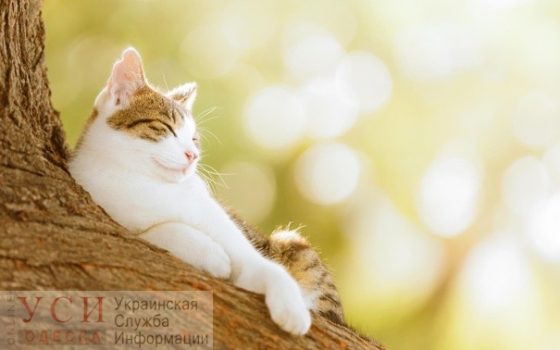 Пятница в Одессе будет теплой, а в области обещают +29°С «фото»