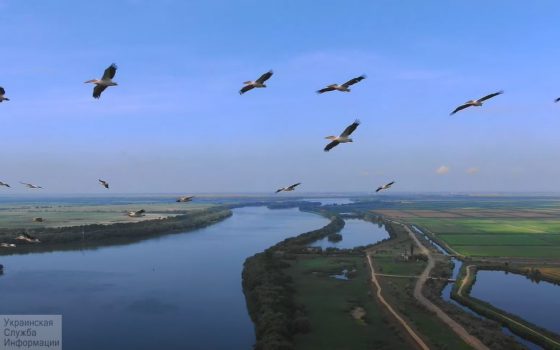 Полет глазами пеликана: сотрудники Нацпарка в Одесской области создали красивый ролик (видео) «фото»