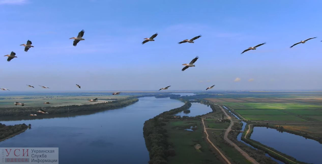 Полет глазами пеликана: сотрудники Нацпарка в Одесской области создали красивый ролик (видео) «фото»